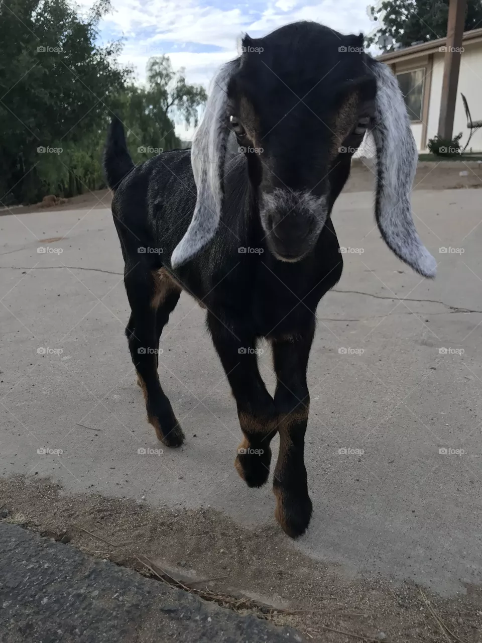 Goat 