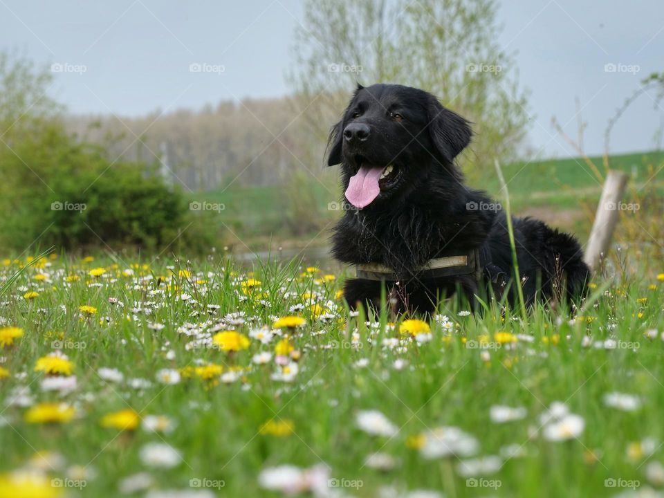 Rest on the spring meadow