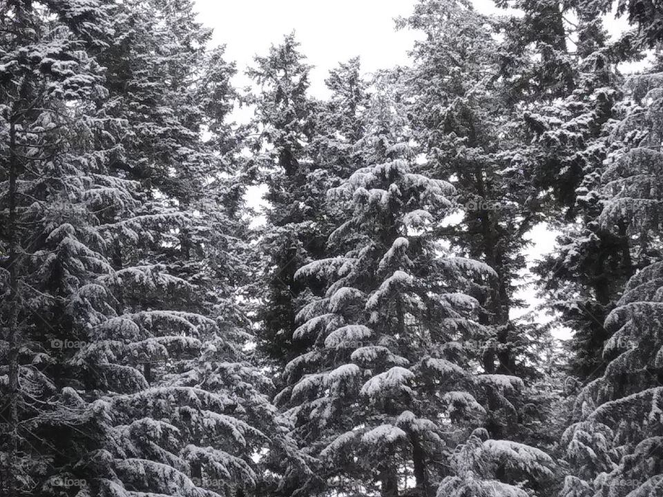 Washington Pines
