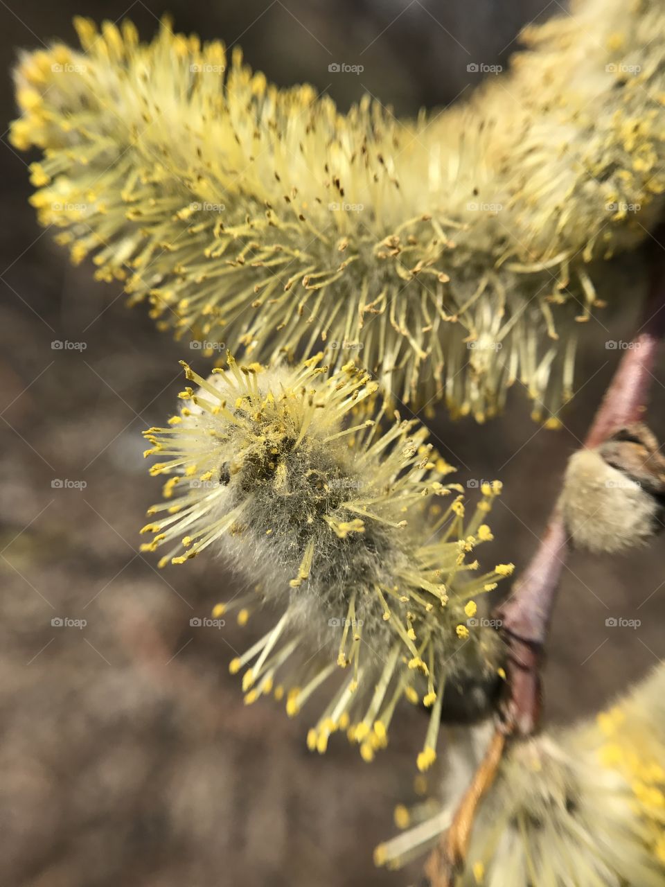 Blossom tree 