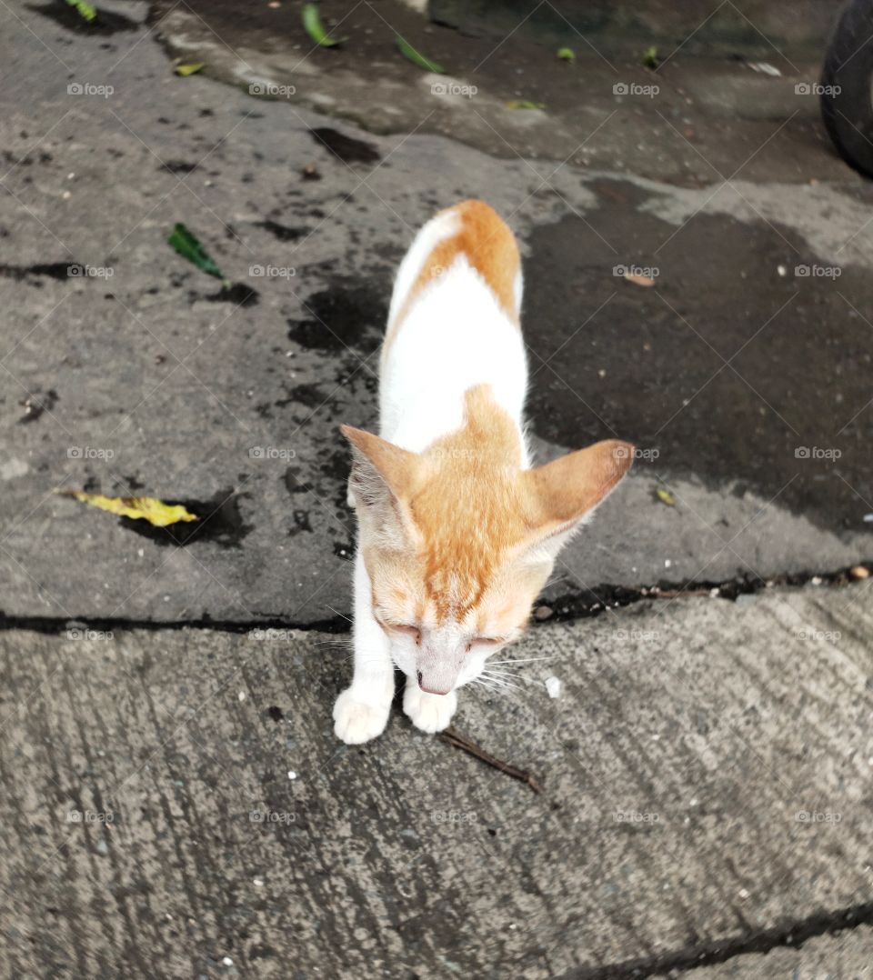 Moving Step
Cat😻😻
Beautiful 
👁️📷👁️📷