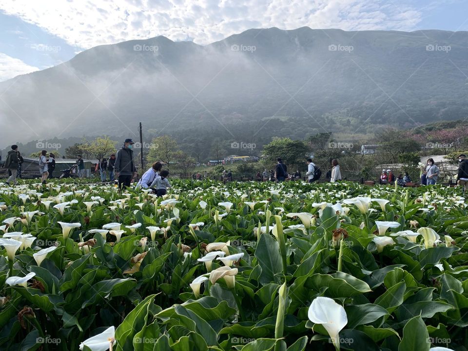 Taiwan,Yangmingshan,Calla 