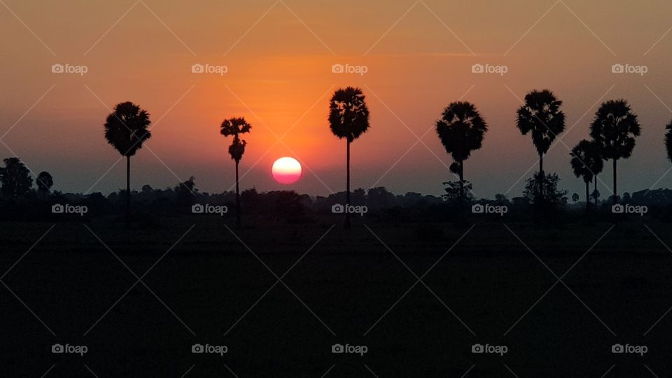 Beautiful Sunset With Palm Tree