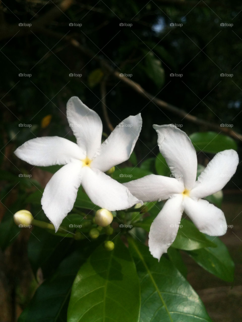 flower macro close white by onerazz786