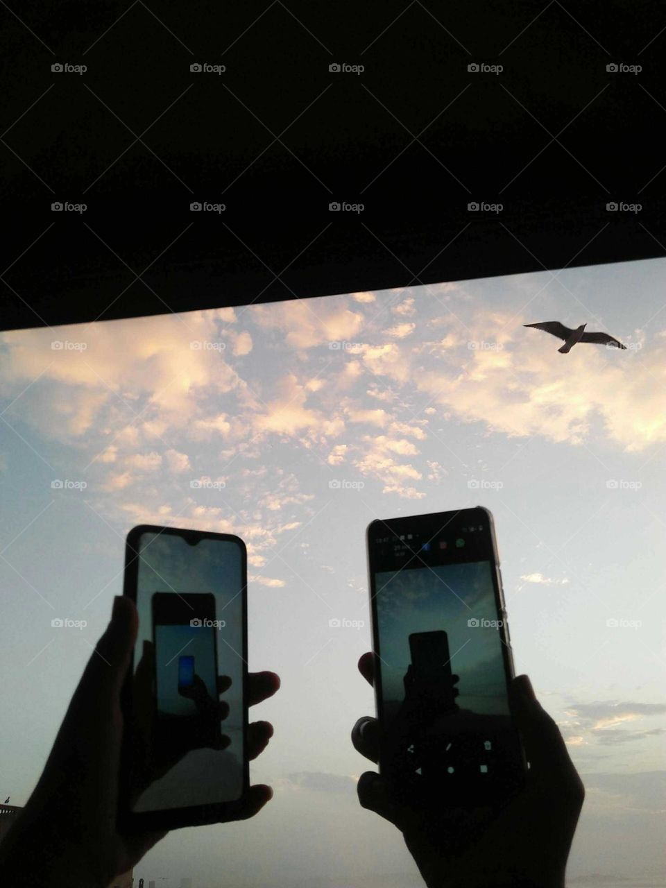 Smartphones capting beautiful flying of seagull bird.