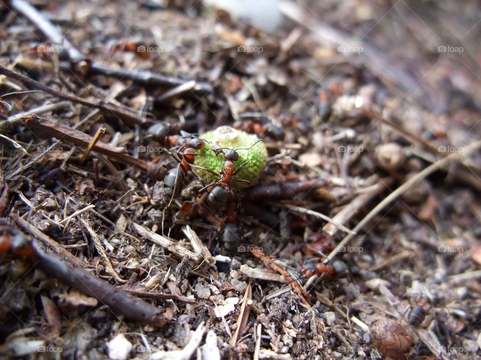 There is an ant hill close to my house.  The weather has been nice so the ants have been very busy and active. I noticed that many ants makes an interesting sound.