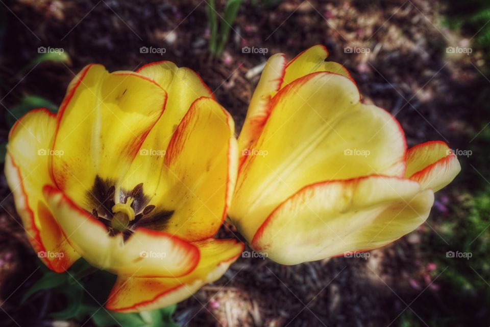 Yellow Tulips Trimmed in Red