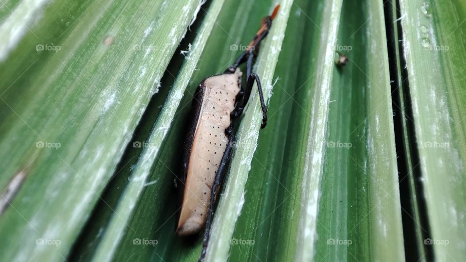 Bug between leaf