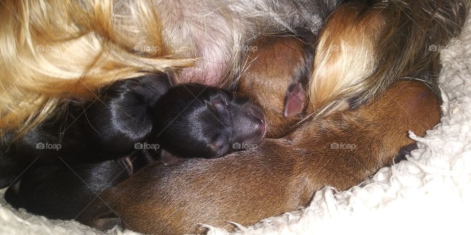 newborn yorkies