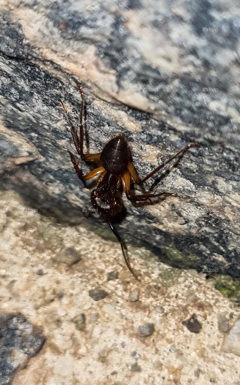 Ant: Camponotus atriceps.
Formiga: Camponotus atriceps.