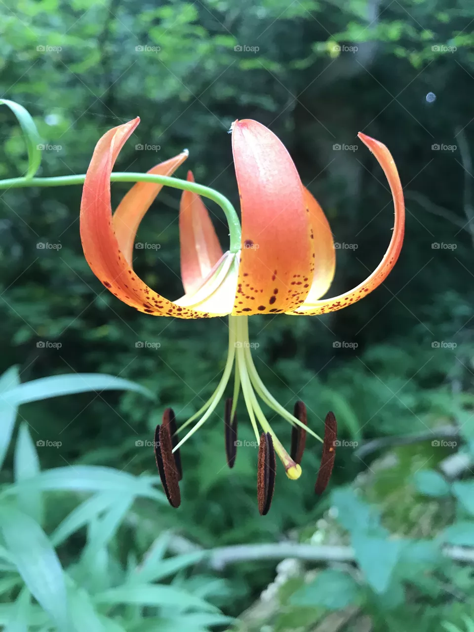 Lily on the downward 