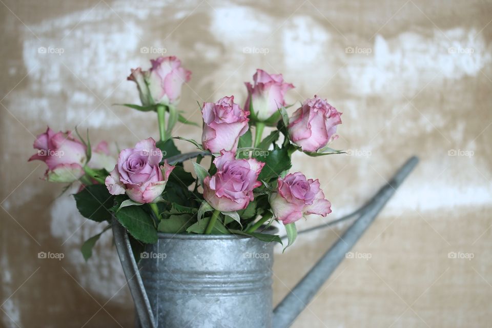 pink roses with water jug ​​zinc