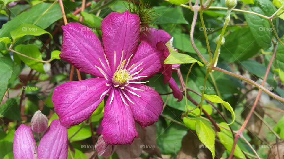 Clematis