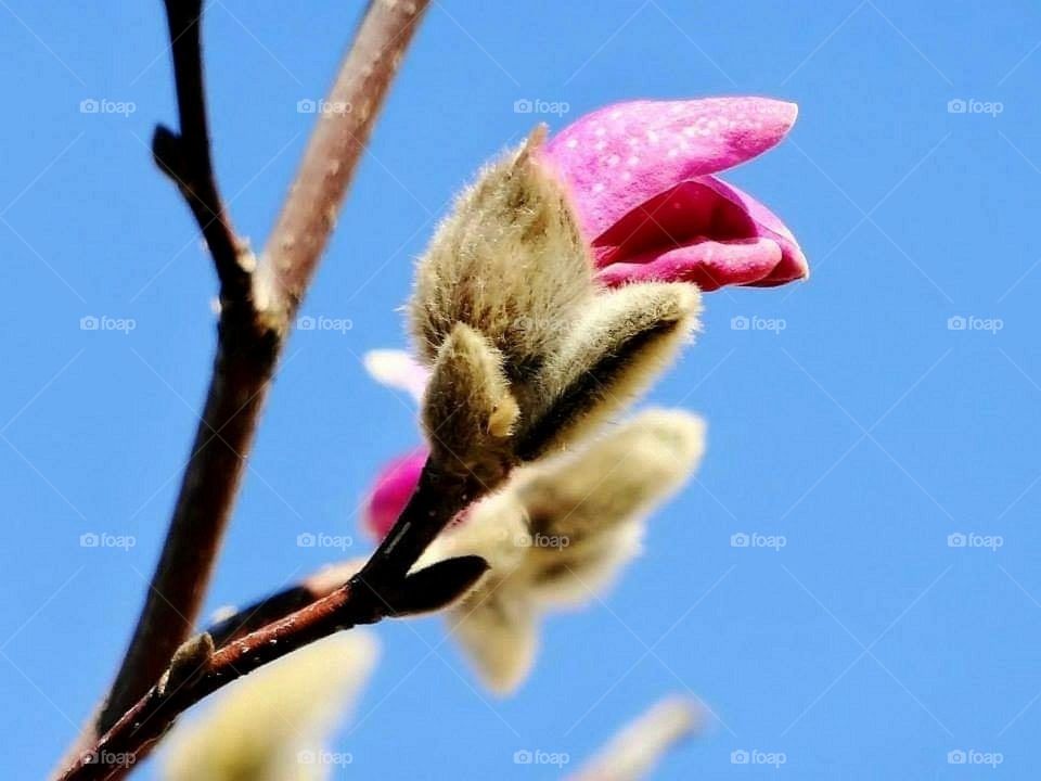 Pink Magnolia bud