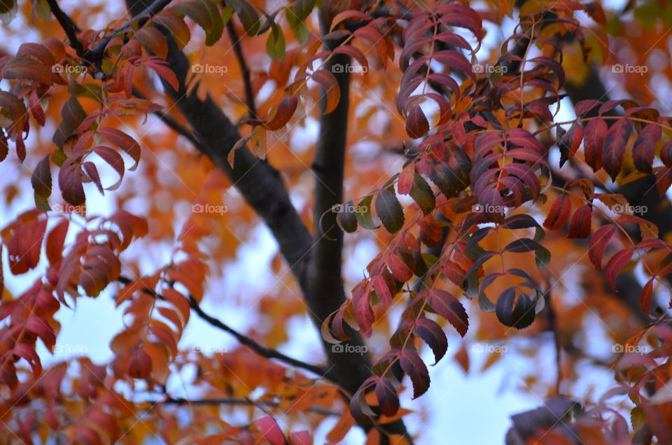 autumn,Rowan leaves