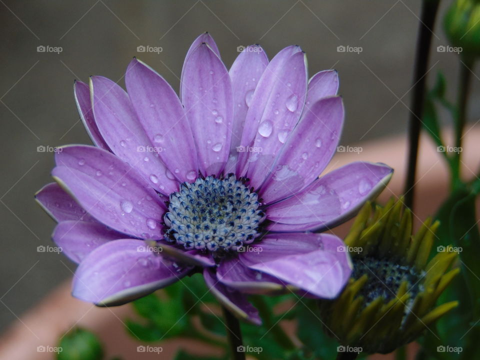 Raindrops pooling on a purple flower