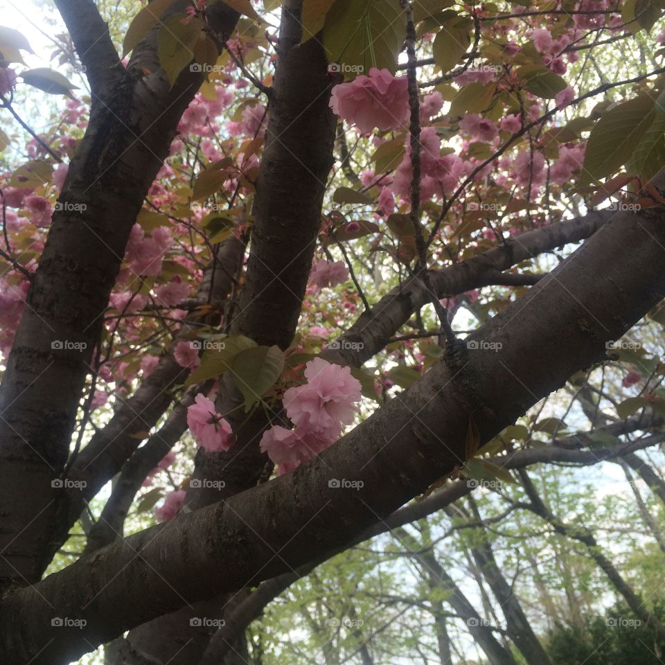 Spring finally sprung . Cherry blossoms in Staten Island 