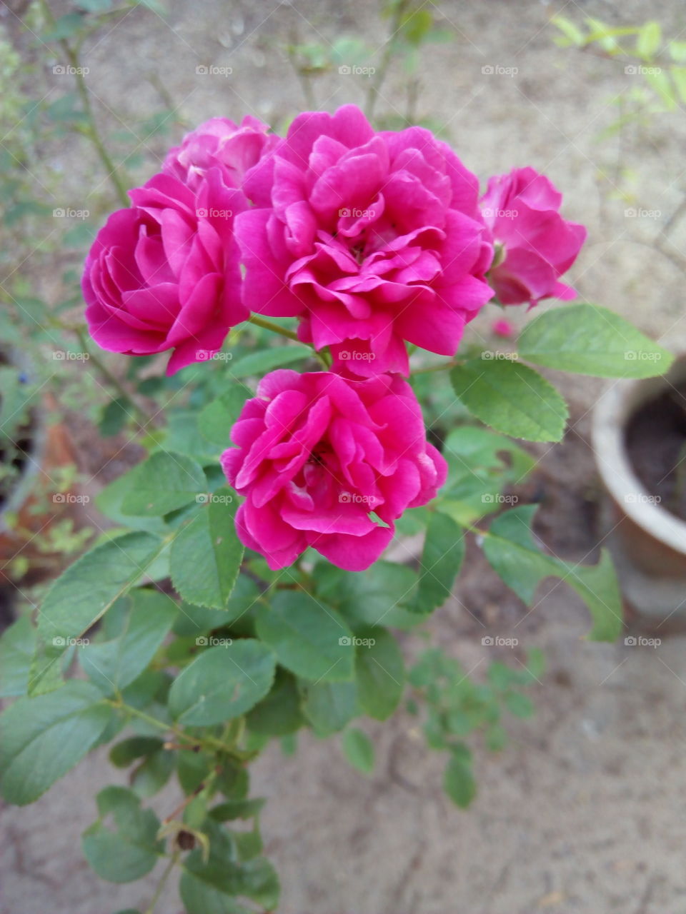 ROSE FLOWERS
