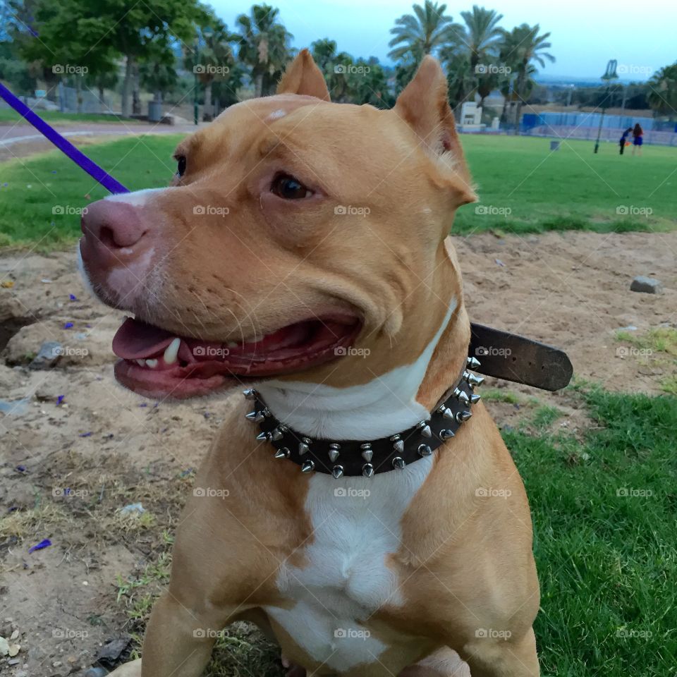 Pit Bull Dog