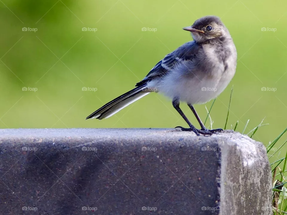 Young wagtail