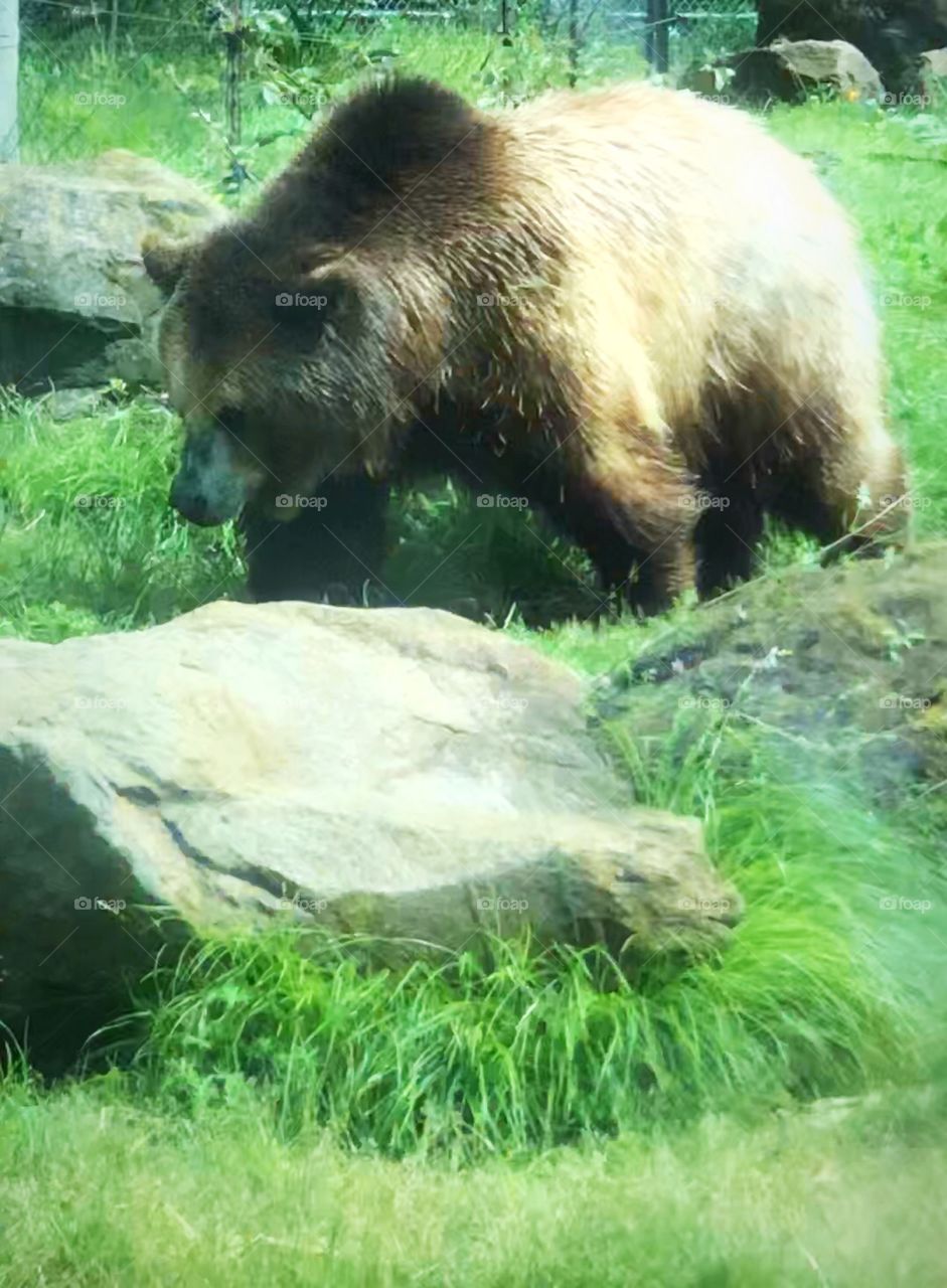 Bear