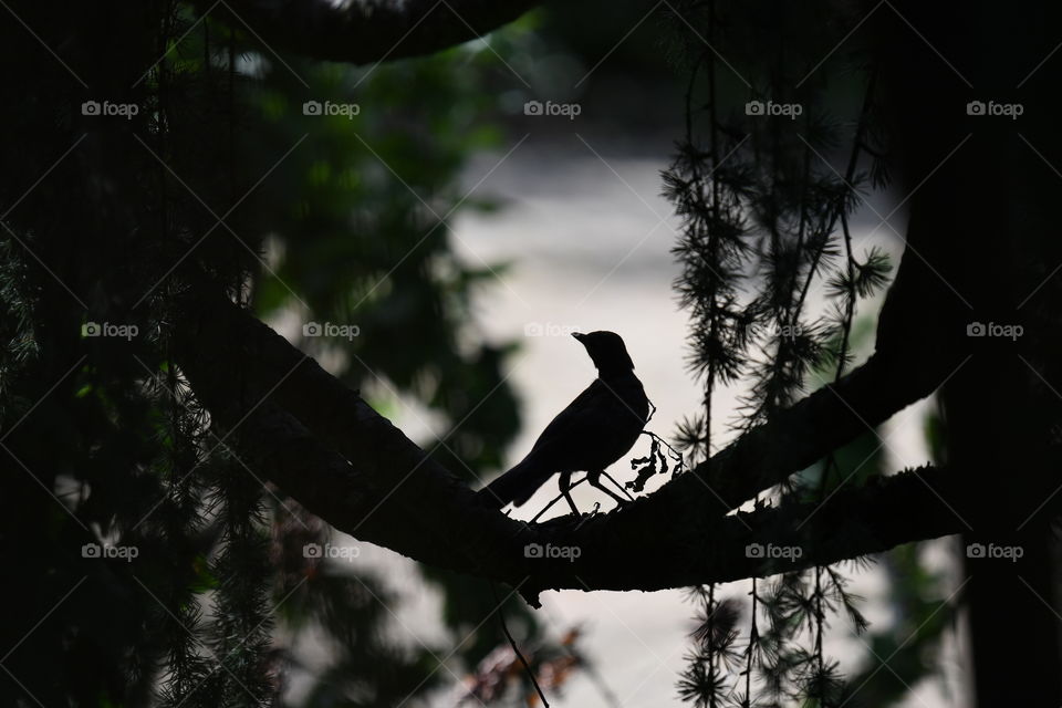 bird on the tree