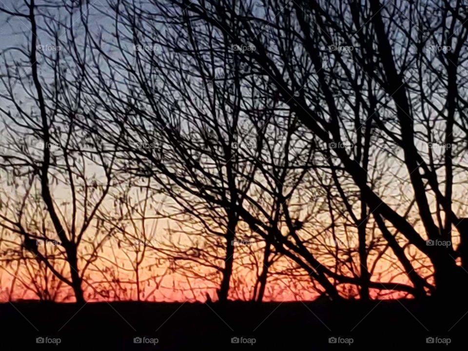 Tree, Dawn, Wood, Fall, Silhouette