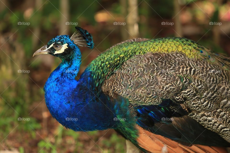 Peacock #1