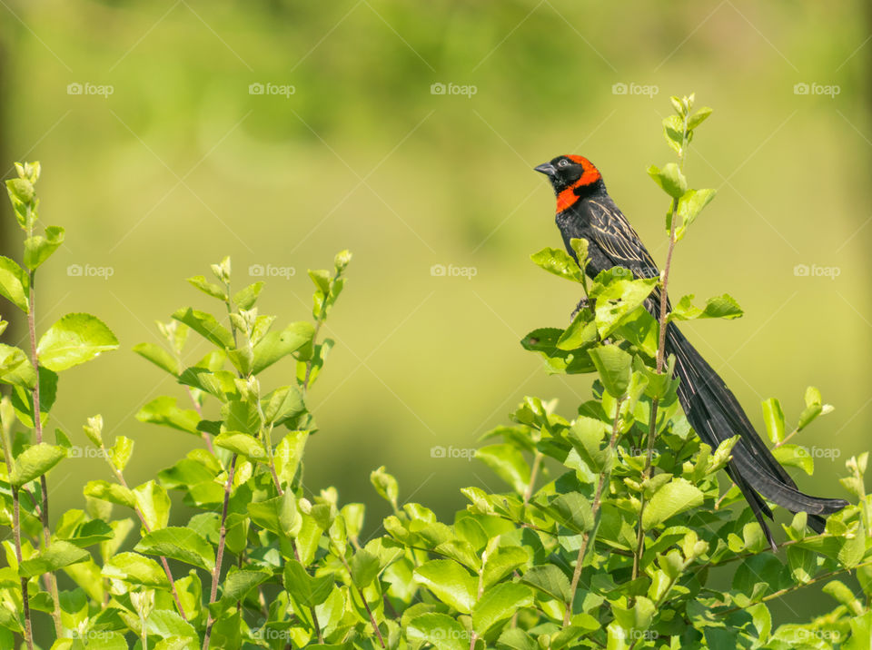Red collared widowbird 