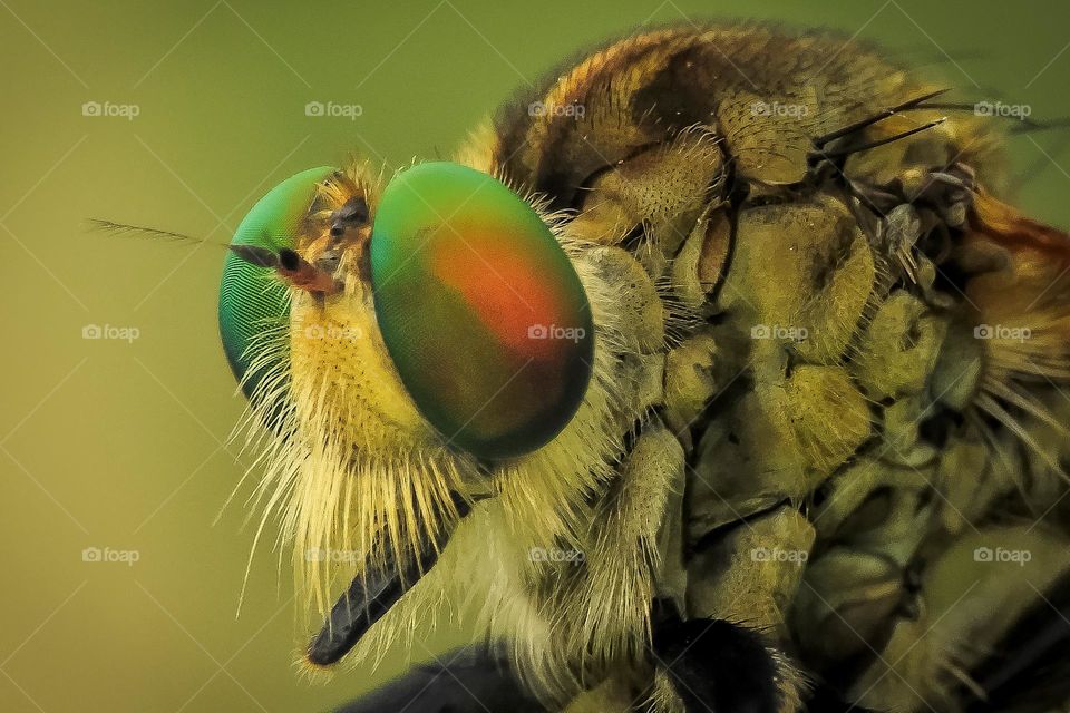 Call the Rainbow of Robberfly