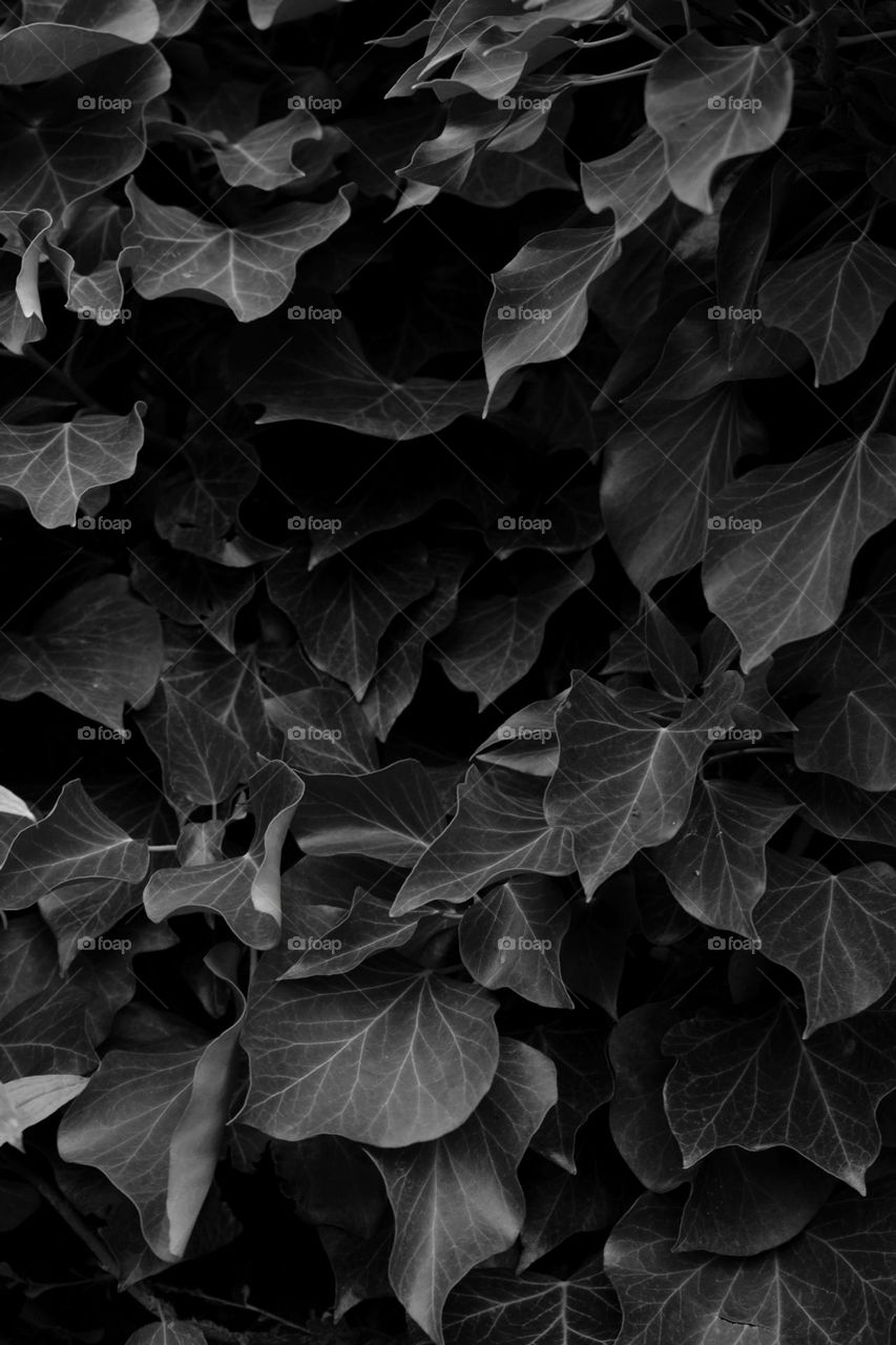 Dark autumn leaves in black and white.