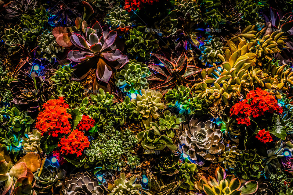 Succulents with a splash of red 