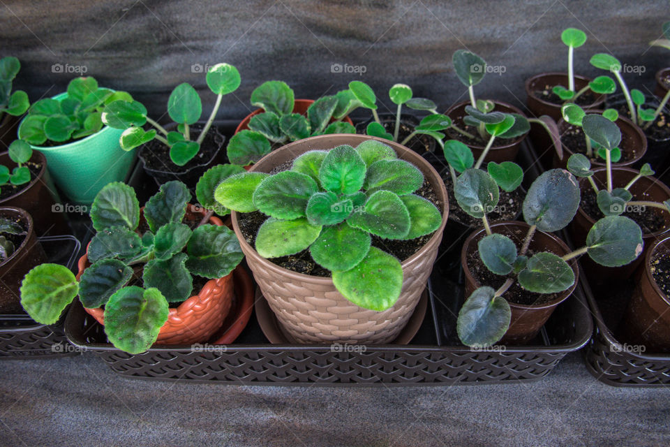 House plants in pots