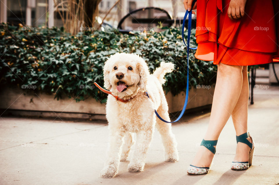 Pet owner with dog