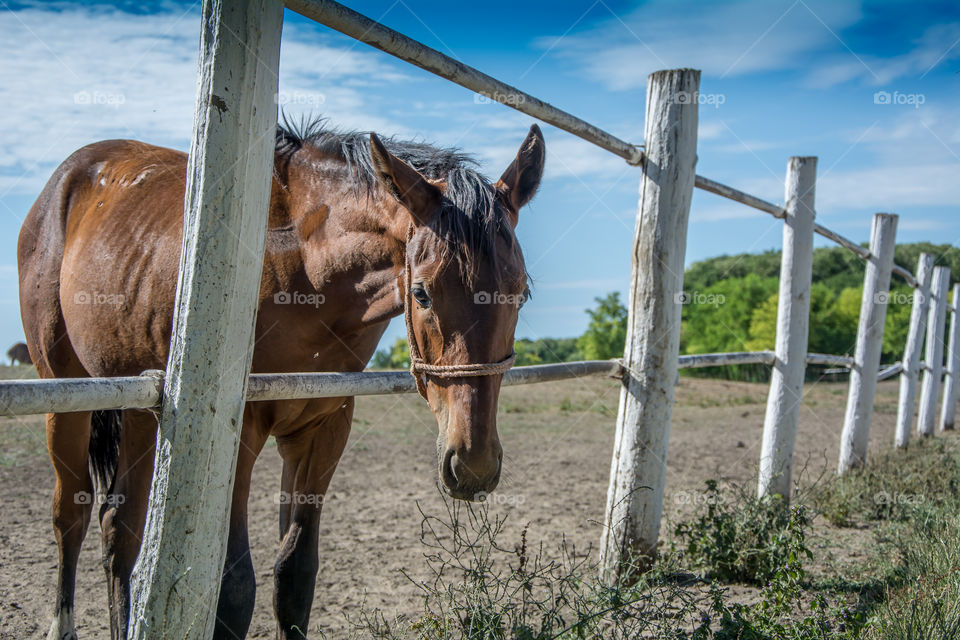 Brown horse by fence