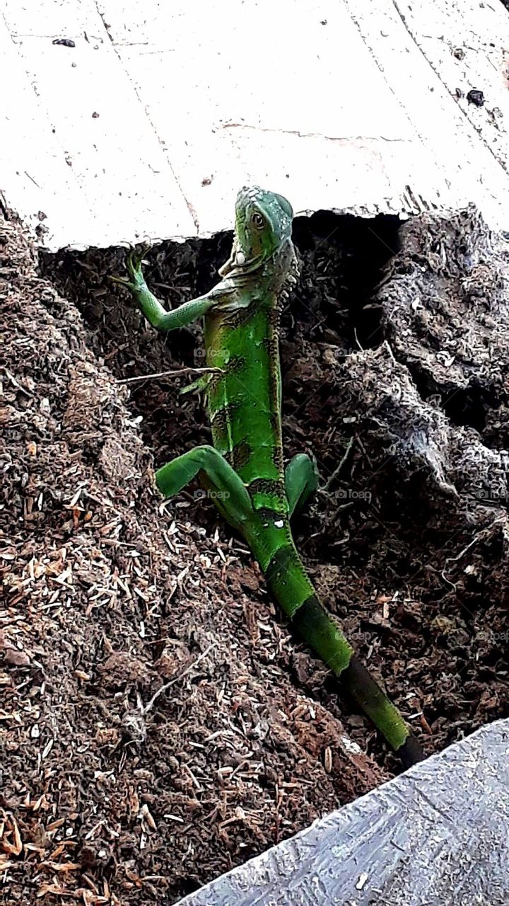 Iguana🦎