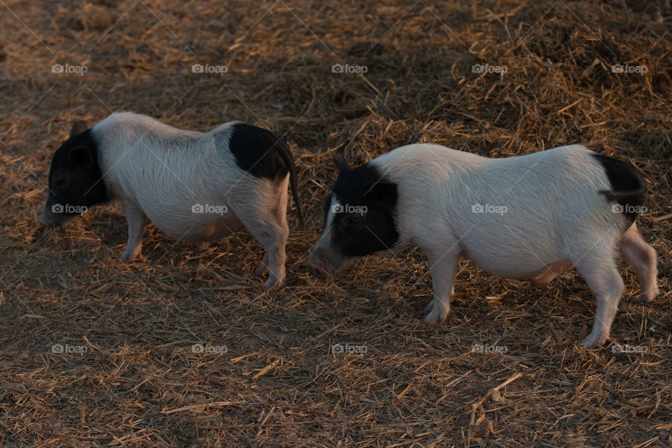 Mammal, Farm, Livestock, No Person, Agriculture