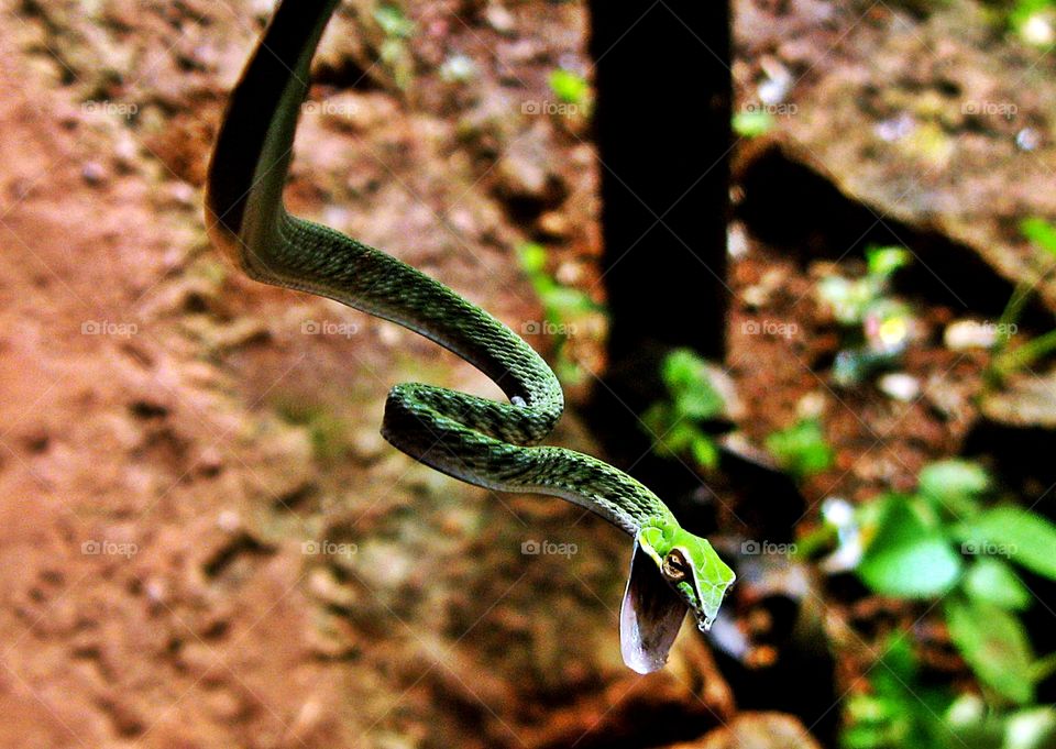 vine snake