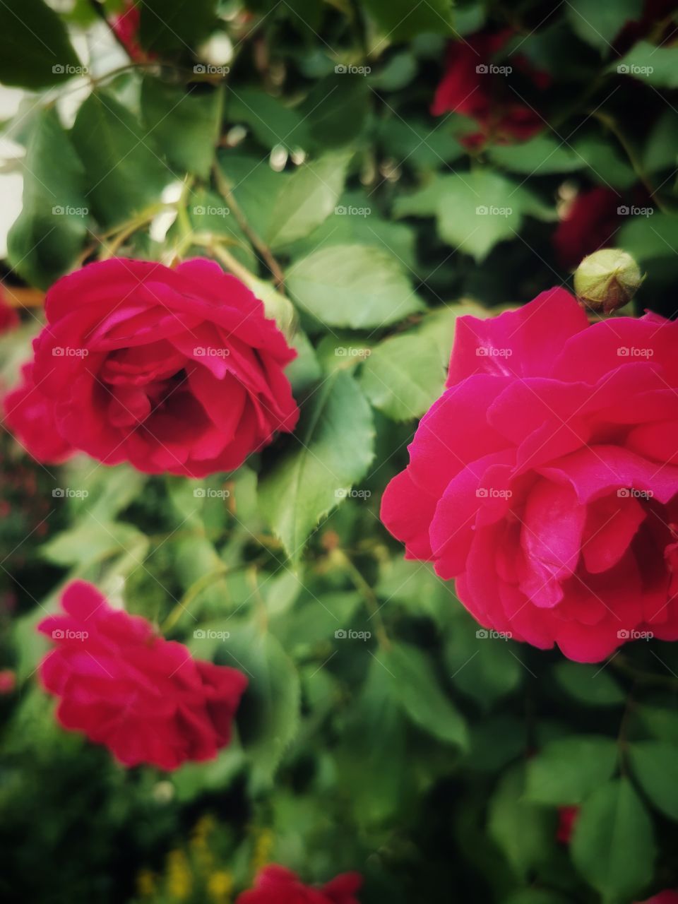 eco juicy view bio fresh rose Red