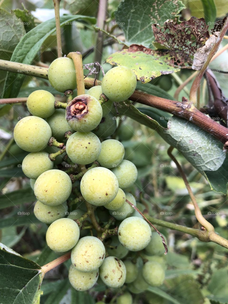 Japanese Beetle Damage On A Grapevine