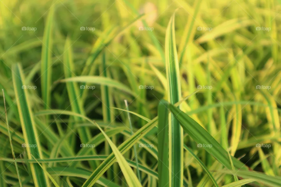 portrait of a plant
