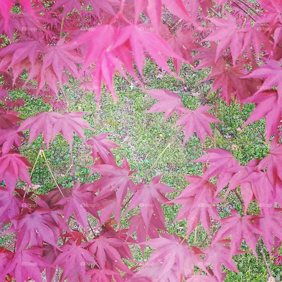 Overhead view of green grass peeking through the leaves of my small Japanese Maple