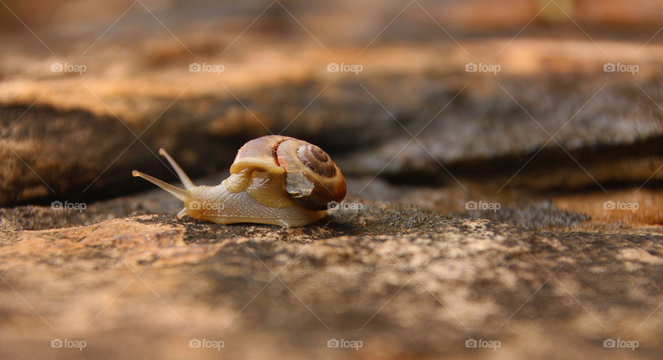 Busy land snail