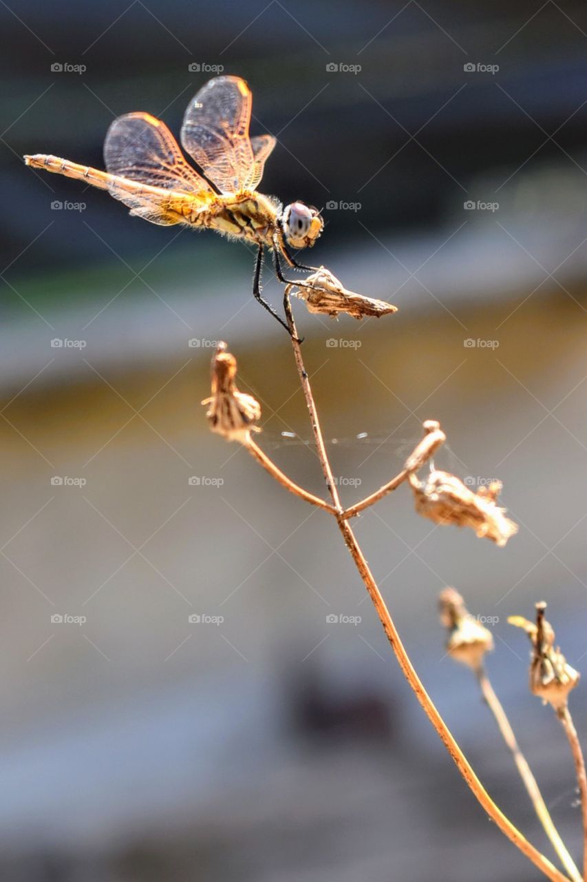 Dragonfly