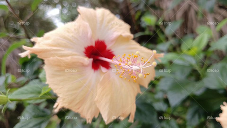 End of Spring and the Hibiscus Rosa in different colour