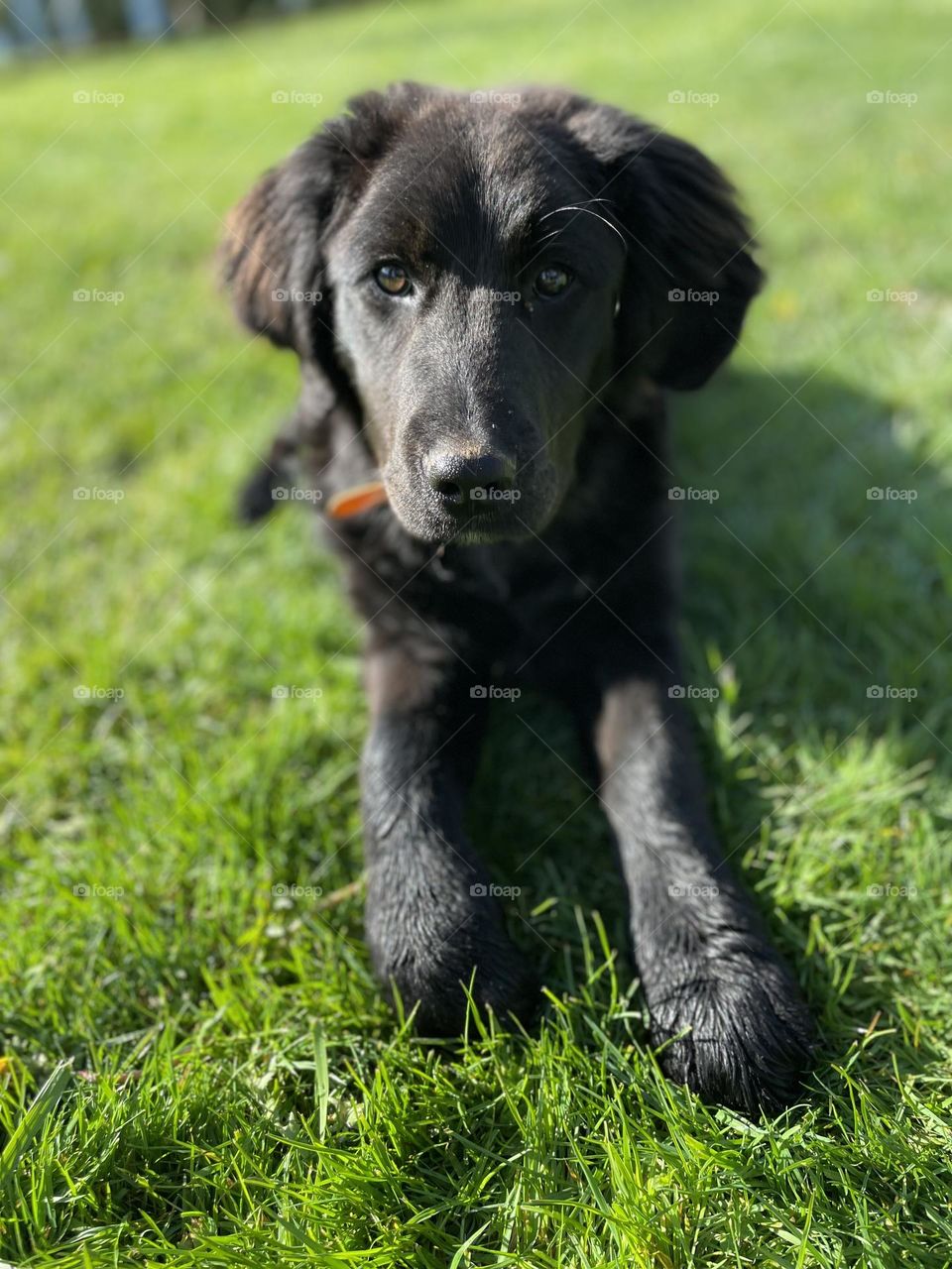 Black dog in the Grass