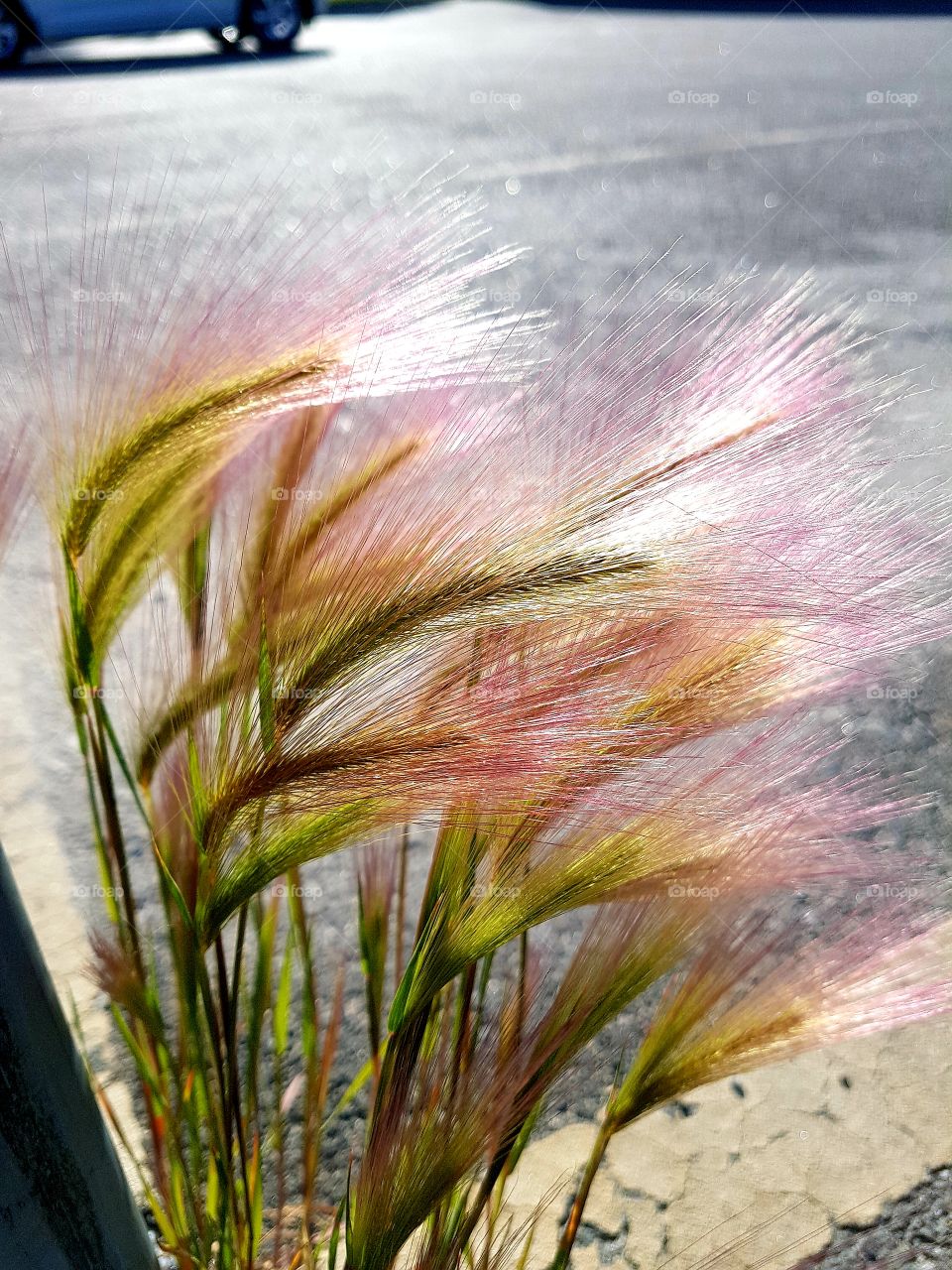 beautiful grass on the parking