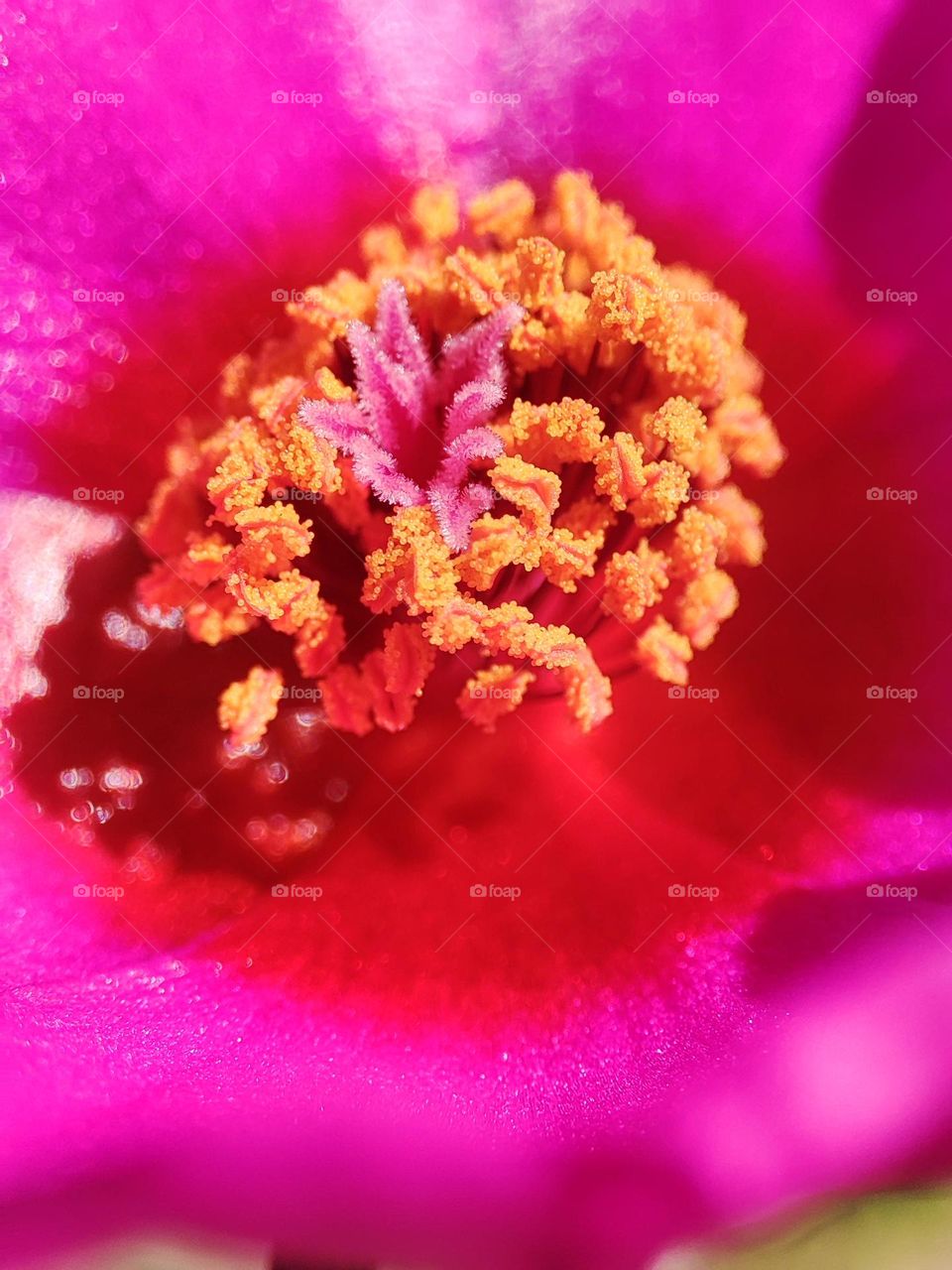 Inside of Ten O'clock flower