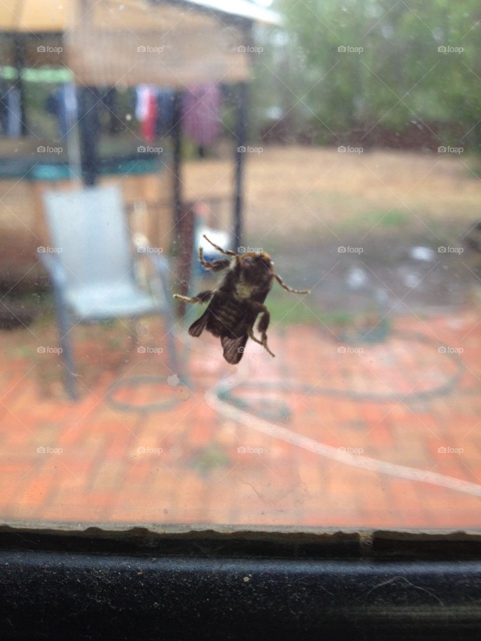 Bug on the window