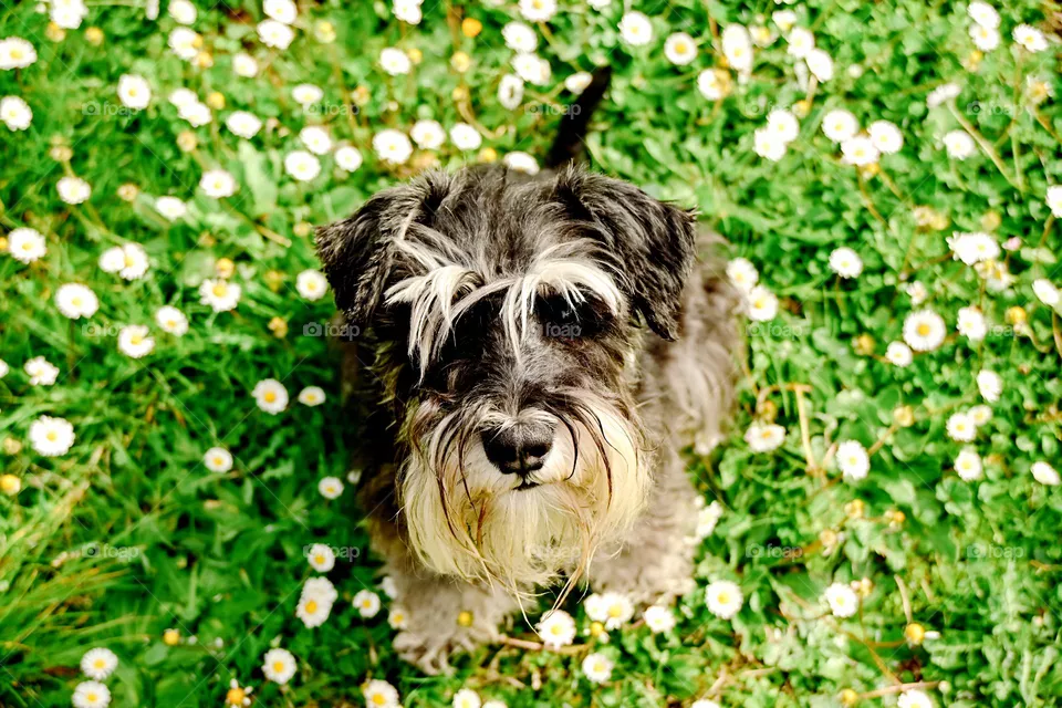Dog potrait and flowers
